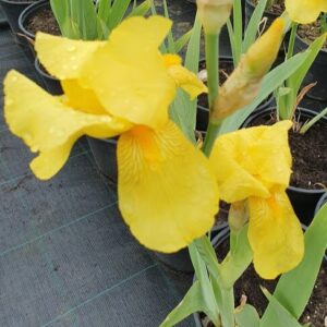 Perunika žuta – Iris