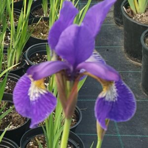 Iris plavi- Iris sibirica – Klar til brug