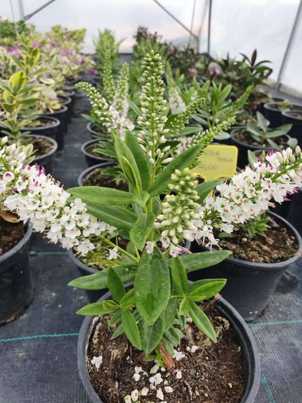 Heba bijela-Hebe albicans