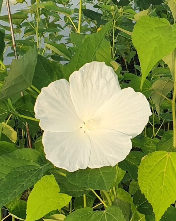 HIBISKUS MOČVARNI / bijeli