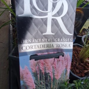 Pampas trava roza- Cortaderia rosea
