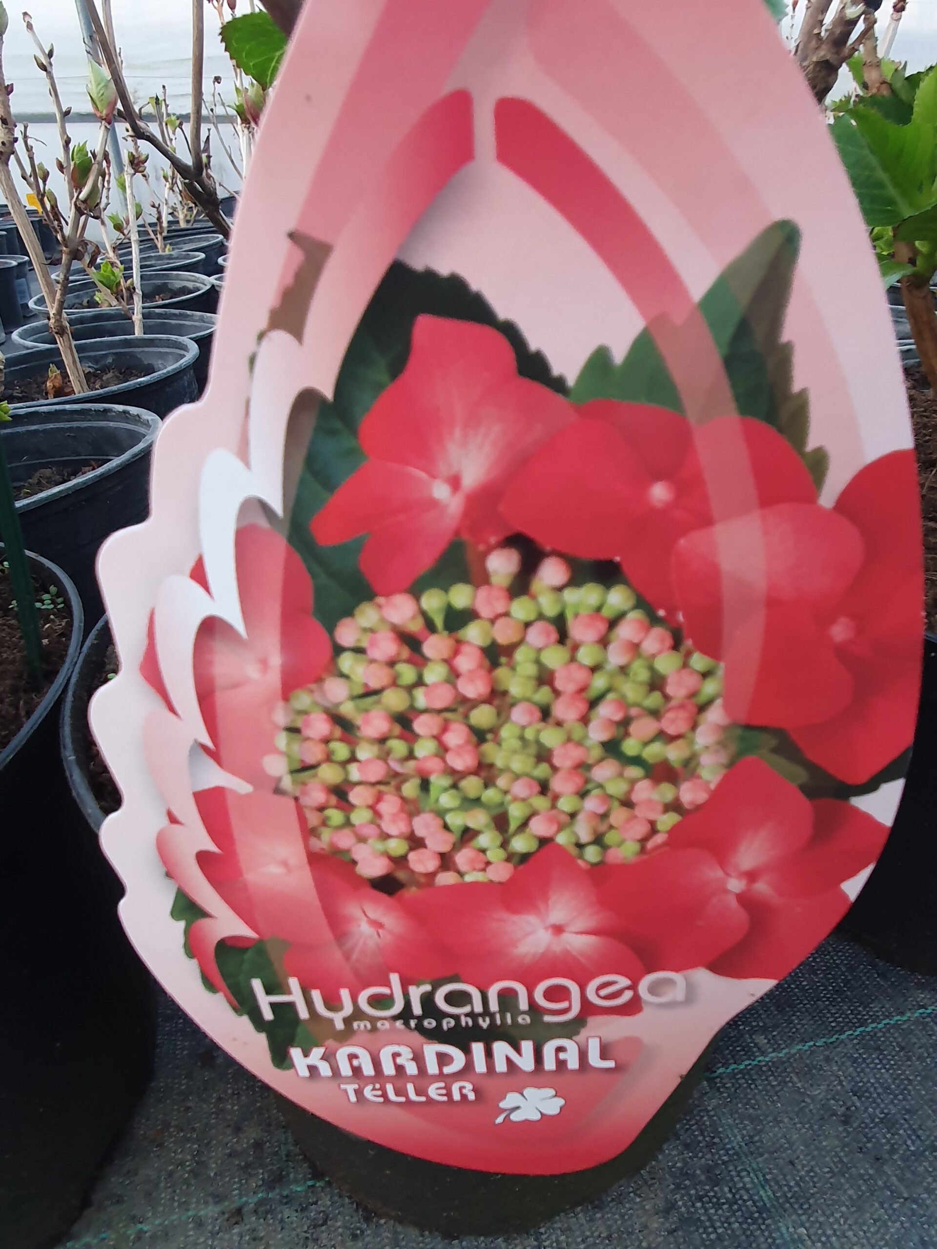 Hydrangea Kardinal