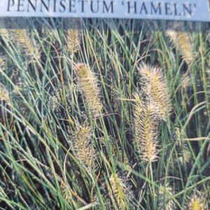Pennisetum – “Hameln” – Ukrasna trava