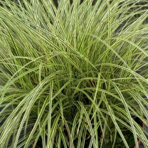 Carex brunnea ‘Jubilo’