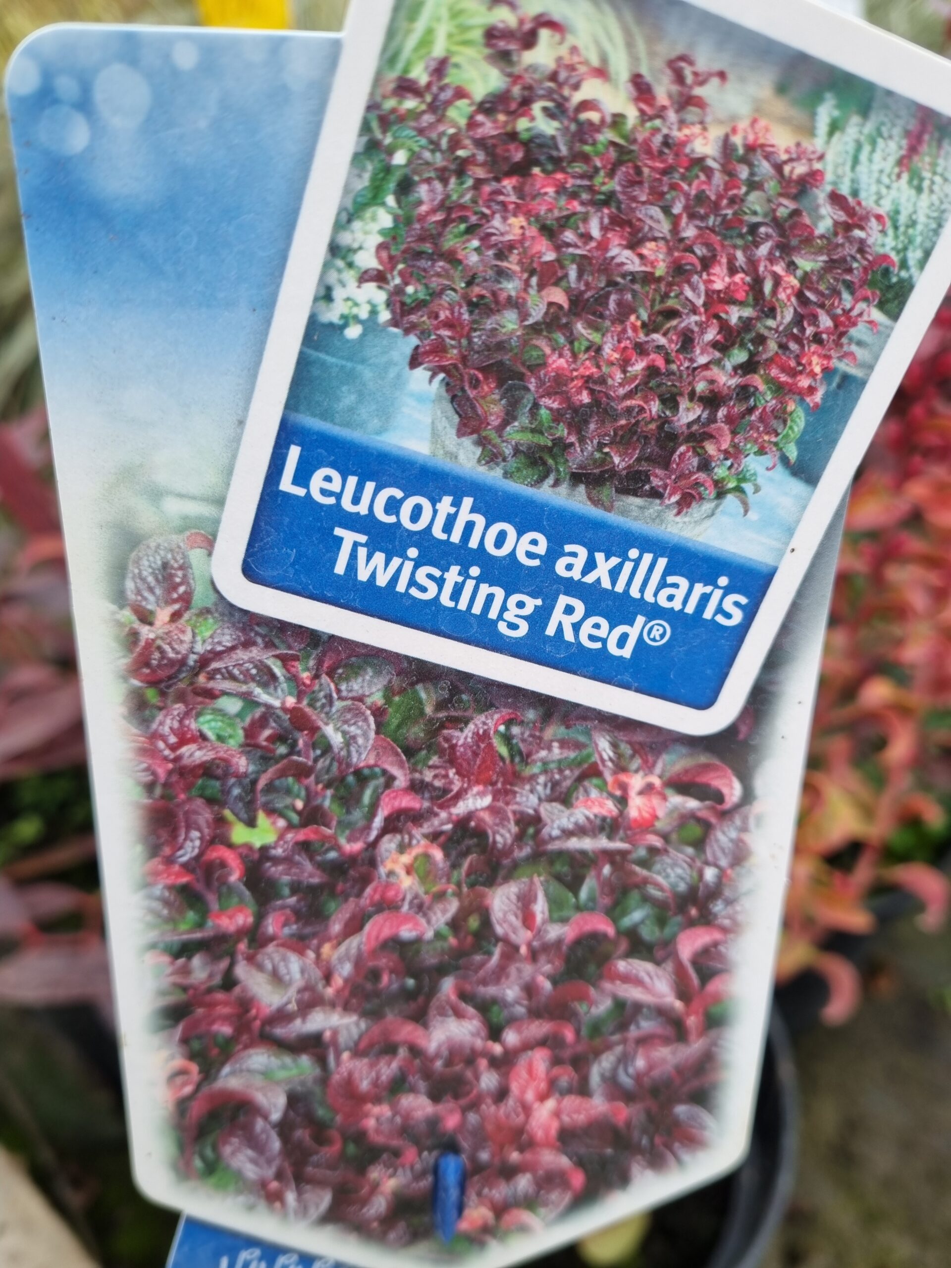 LEUCOZHOE AXILLARIS TWISTING RED