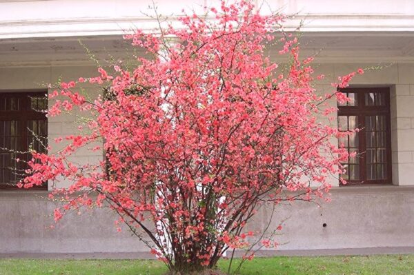 Japanska dunja Chaenomeles japonica