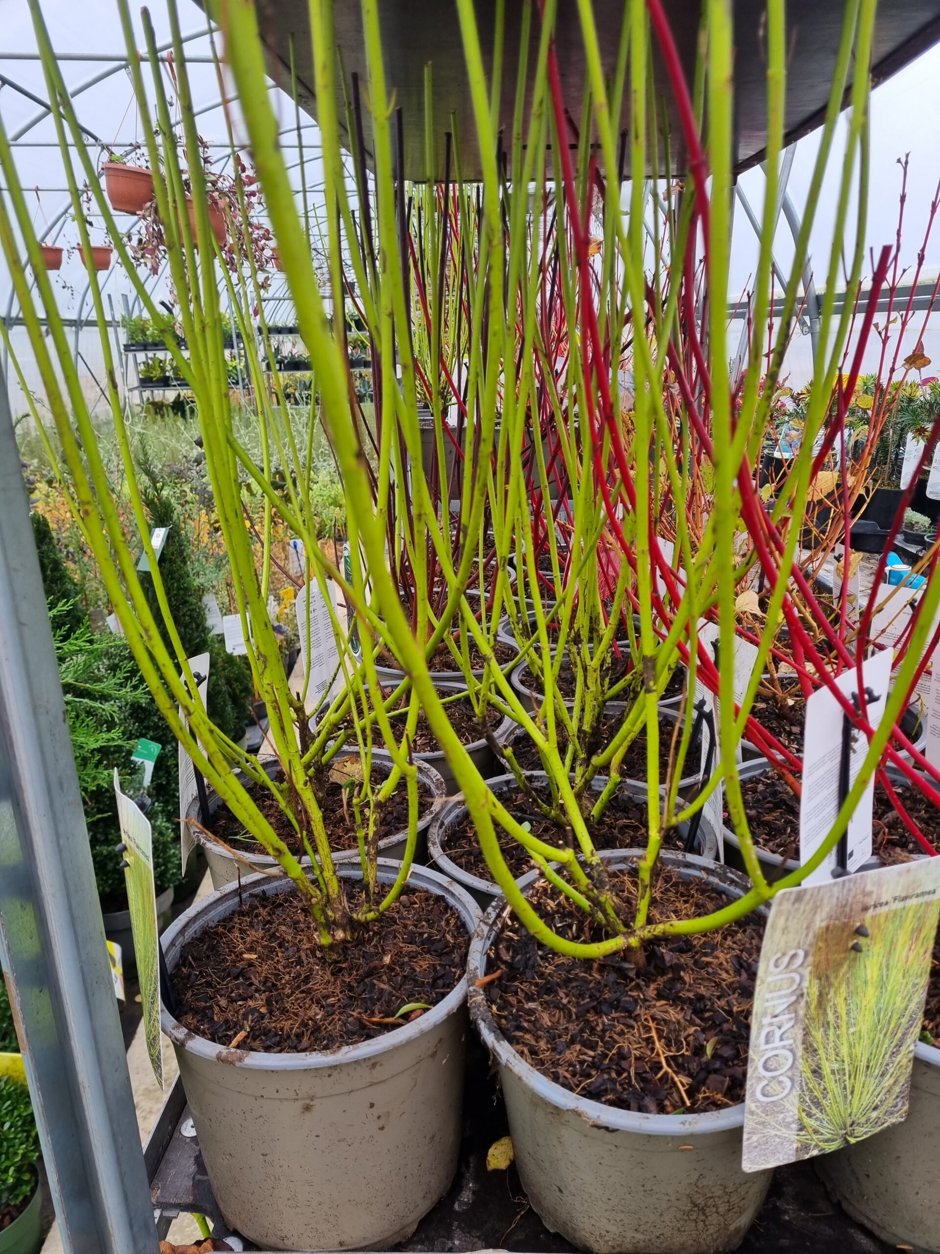 CORNUS SERICEA FLAVIRAMEA