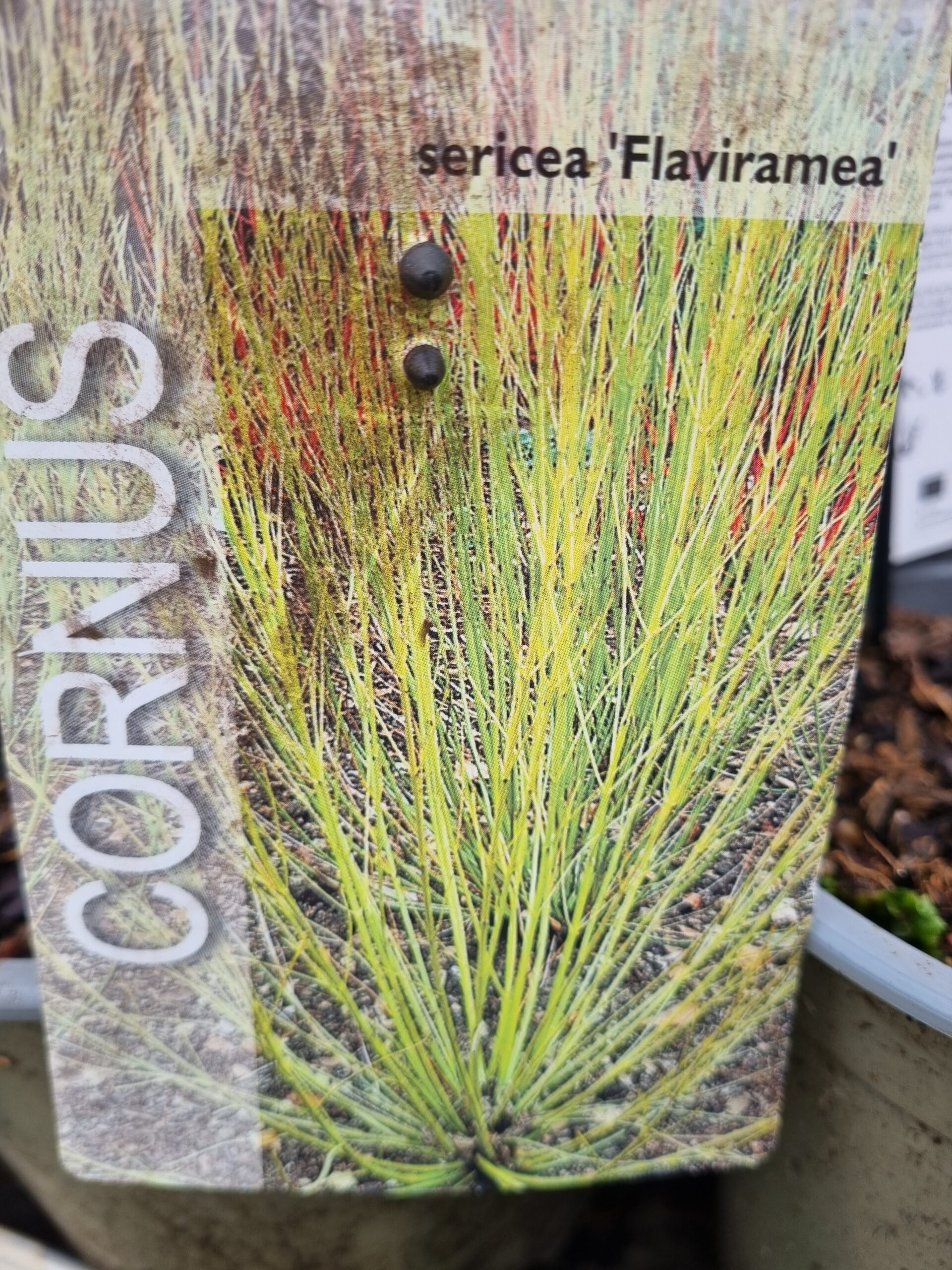 CORNUS SERICEA FLAVIRAMEA - Slika 2