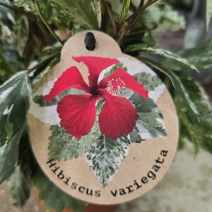 Hibiscus rosa-sin Variegated