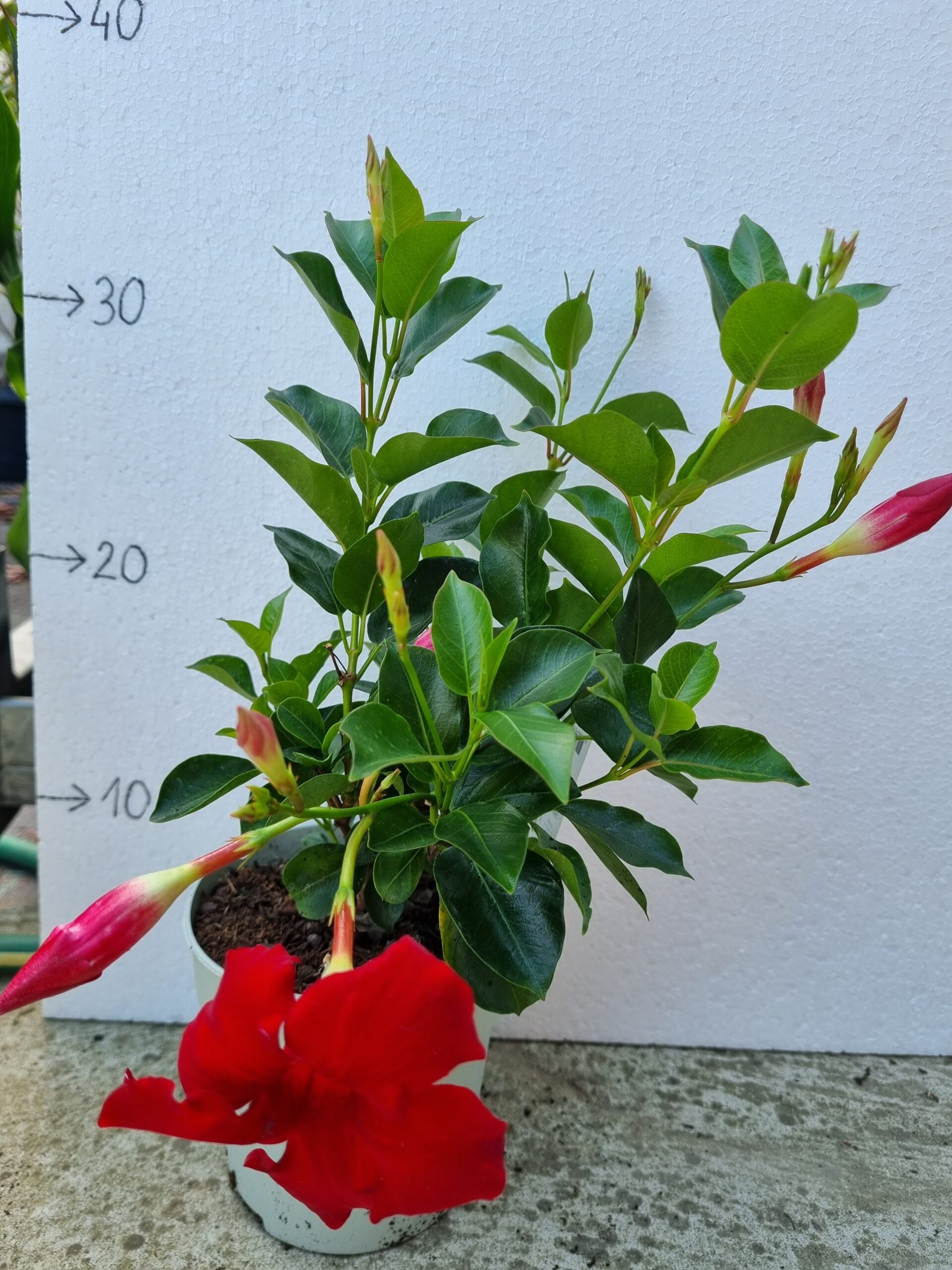 Sundaville Mandevila Dipladenia APOCYNACEAE crvena