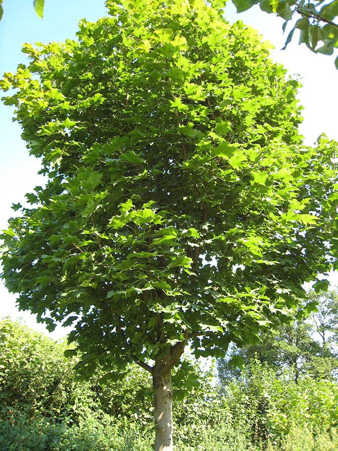 Javor mliječ Acer Platanoides