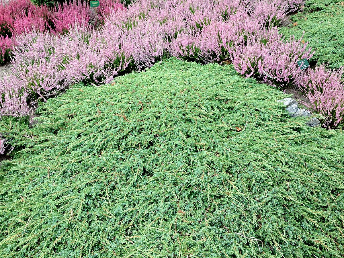 Juniperus communis 'Green Carpet' - Image 2