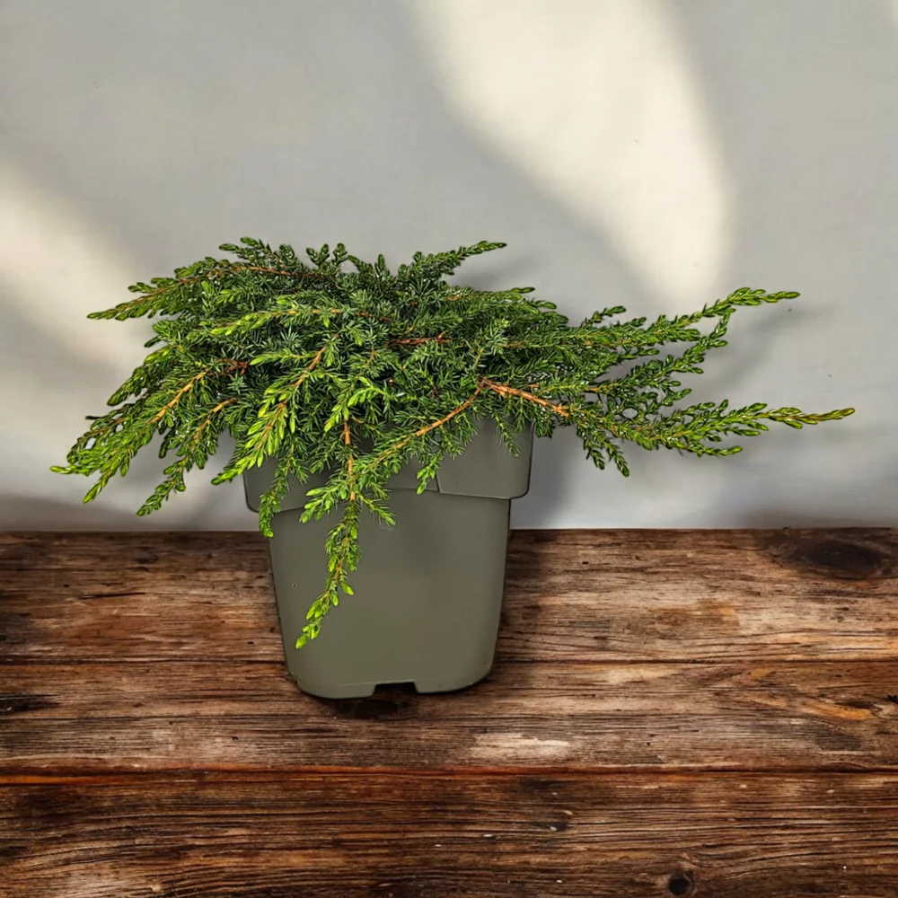 Juniperus communis 'Green Carpet'