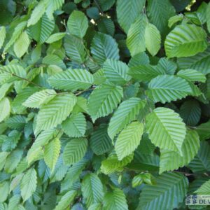 Grab Carpinus betulus 	Plug/Celgrown CCA 20CM
