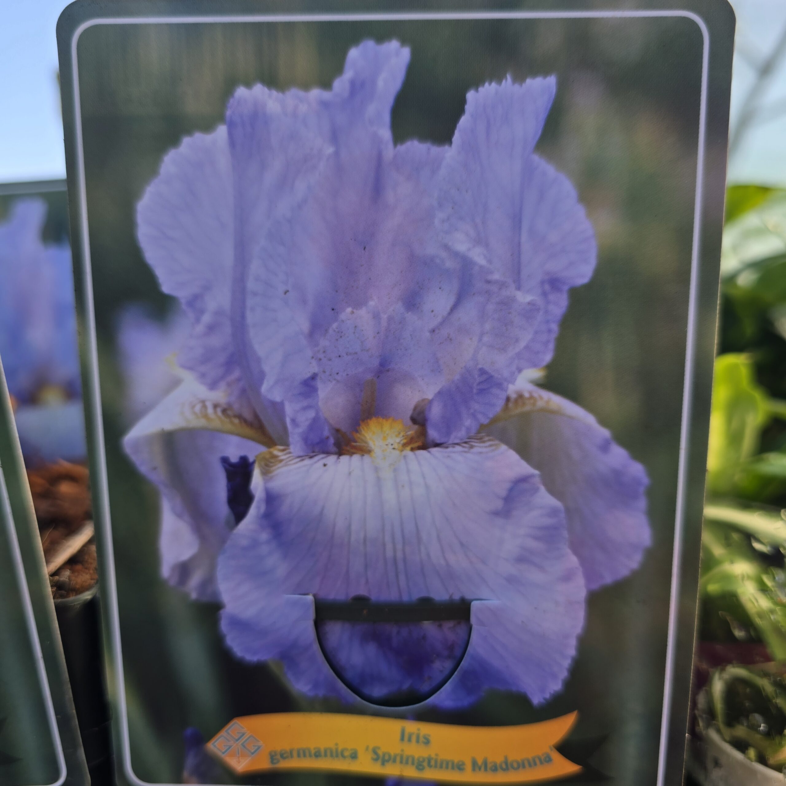 Iris perunika svijetlo plavi spiringtime MADONNA