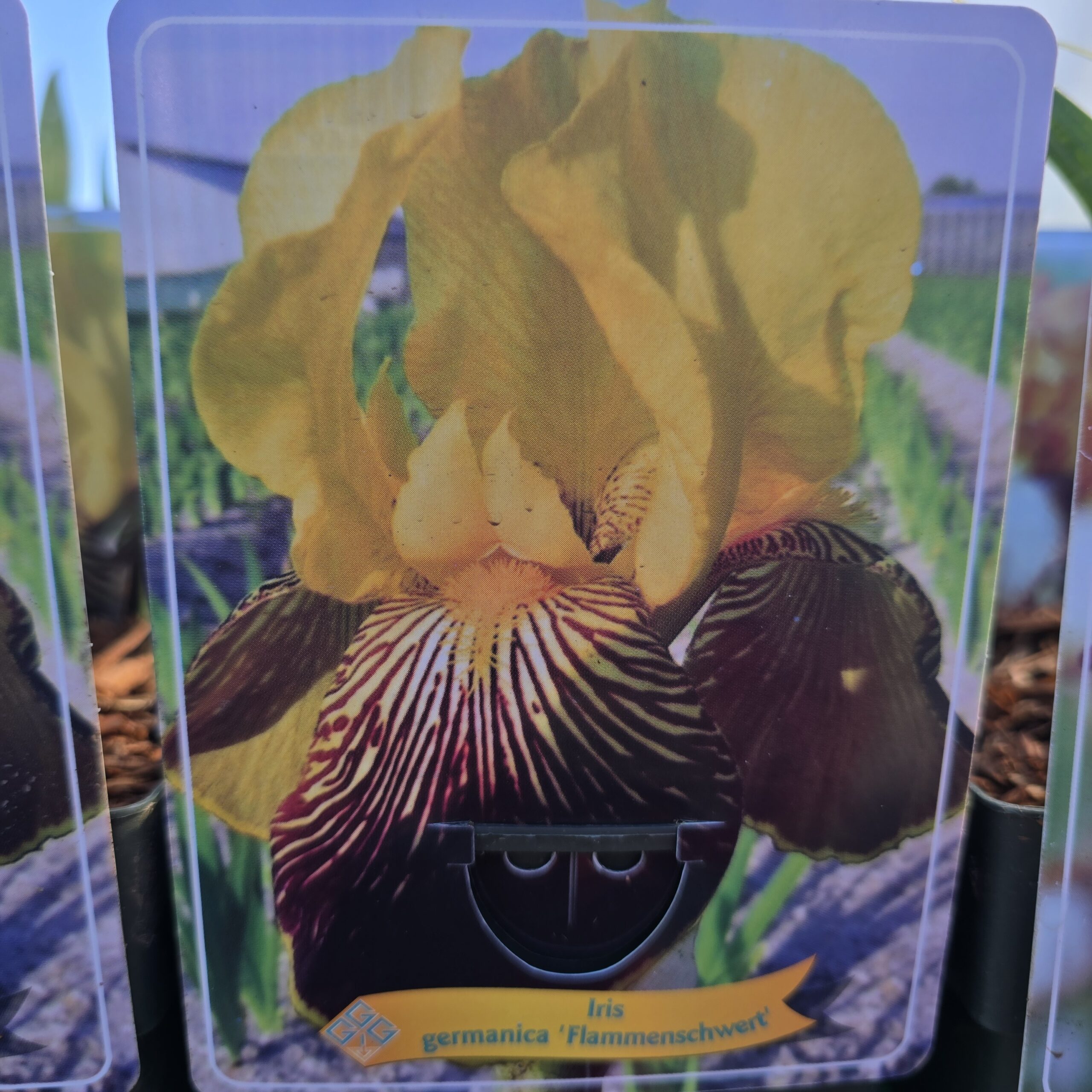 Iris perunika germanica flammenschwert