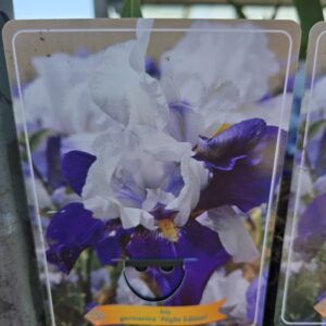 Iris perunika germanica Night edition