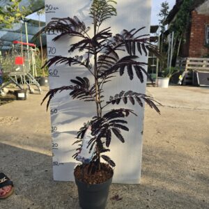 Albizia julibrissin ‘Summer Chocolate’ 70-80 CM C3