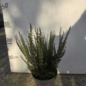 Vrijesak Calluna vulgaris