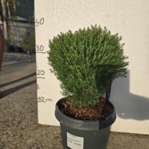 Thuja Teddy