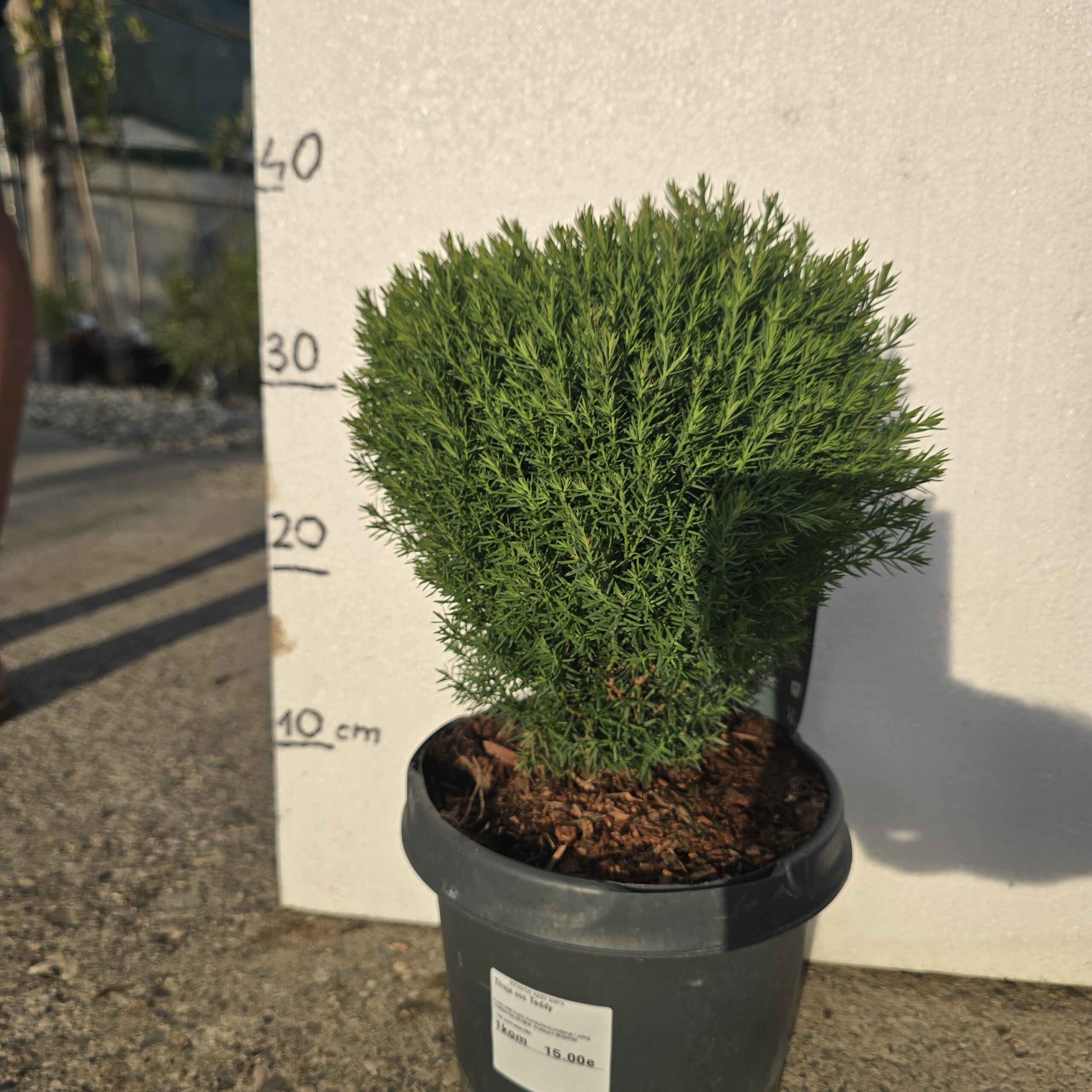 Thuja Teddy