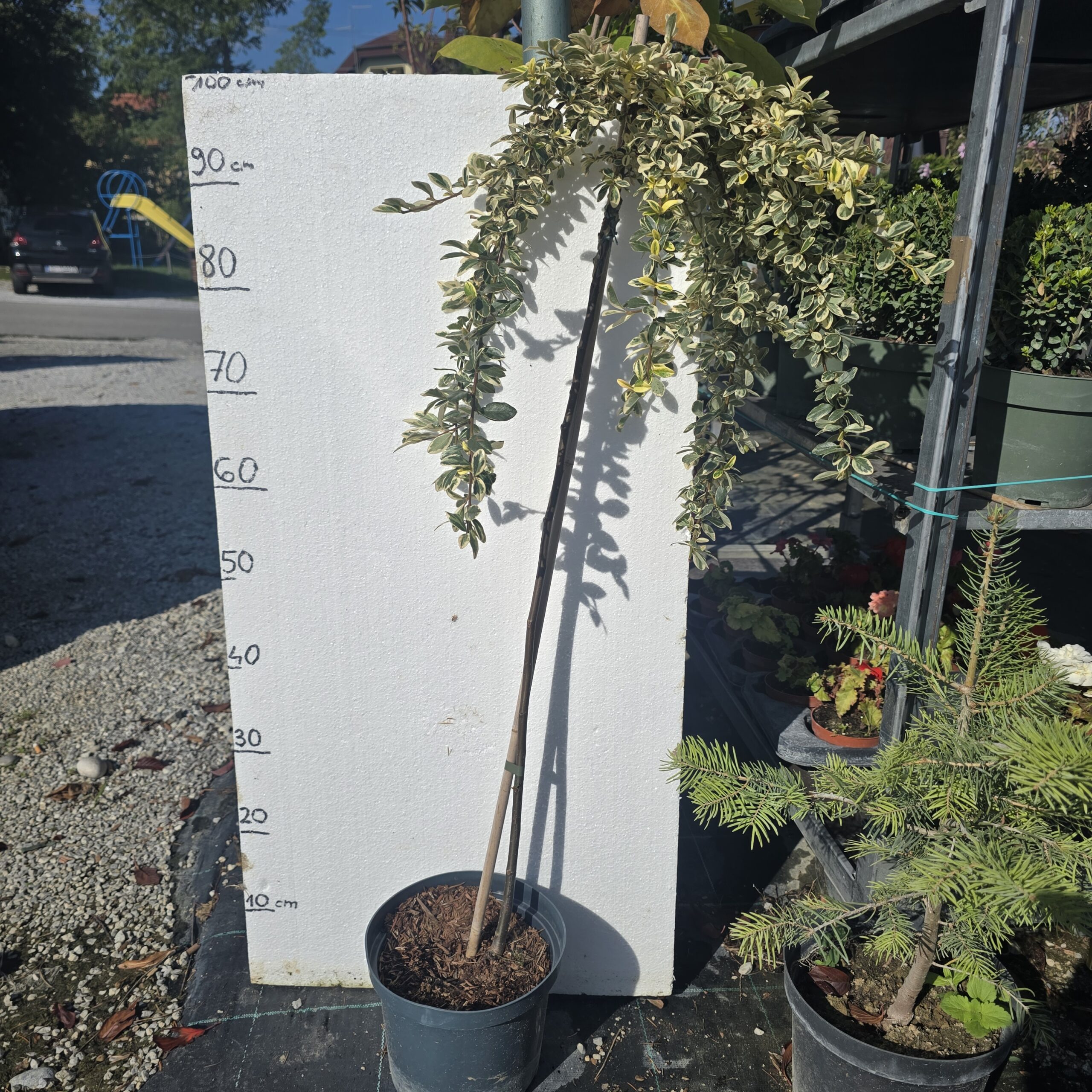 Cotoneaster julliete
