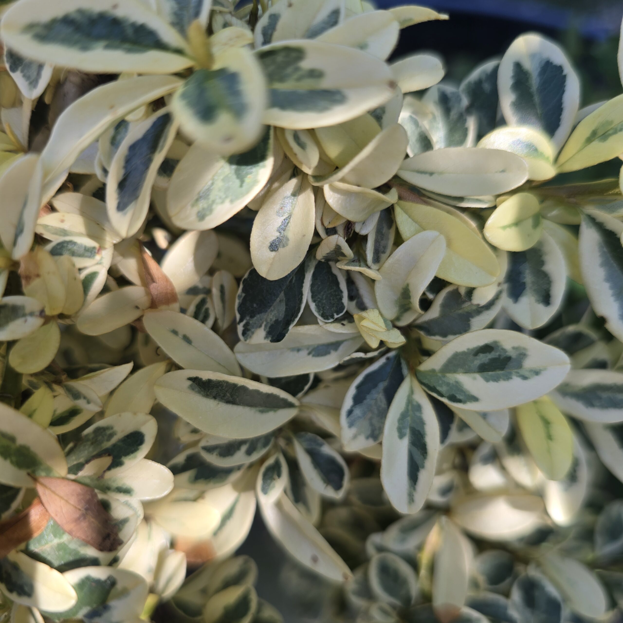 Cotoneaster julliete - Slika 2
