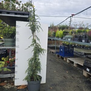 TSUGA CAN PENDULA 80-100CM (Kopiraj) (Kopiraj)