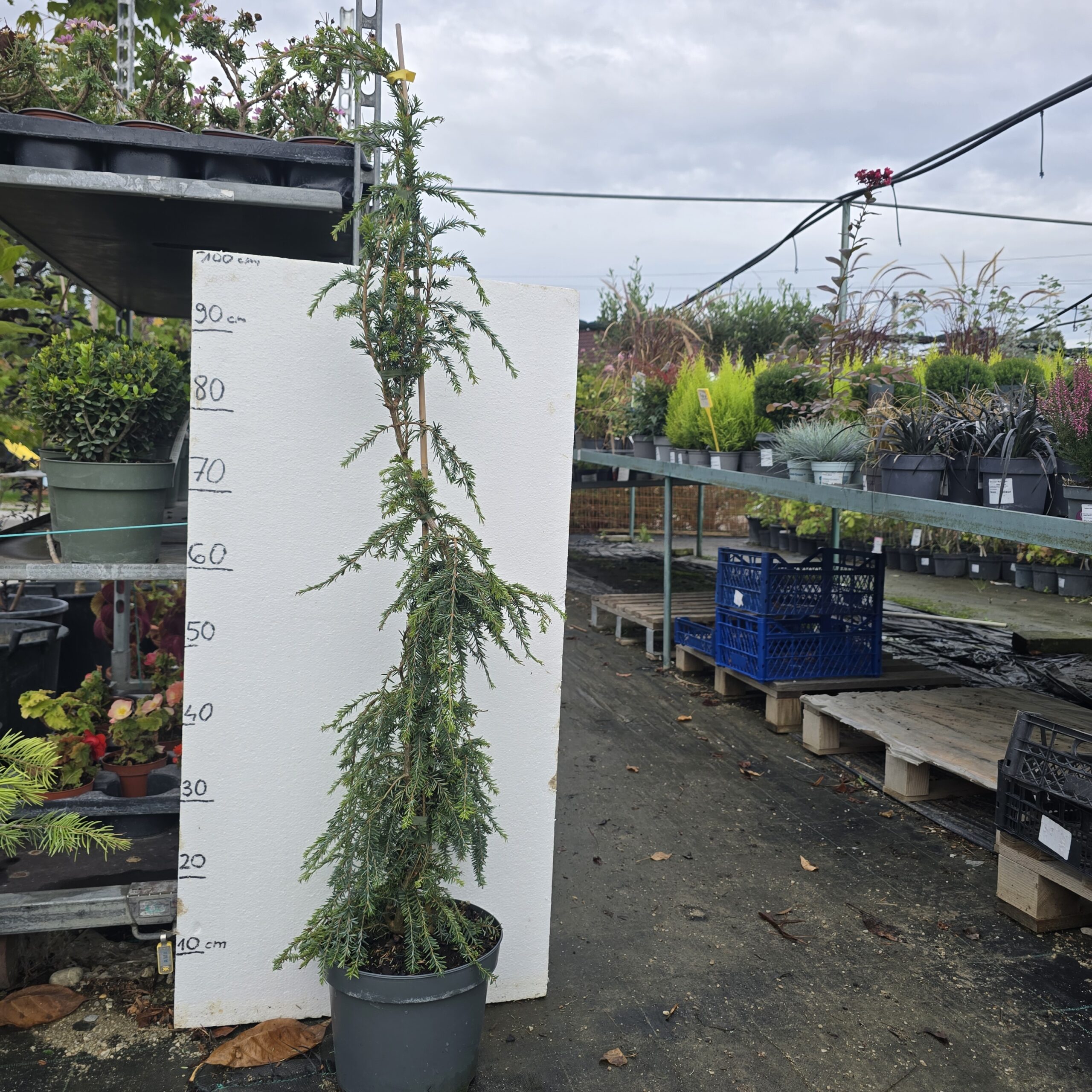 TSUGA CAN PENDULA 80-100CM (Kopiraj) (Kopiraj)