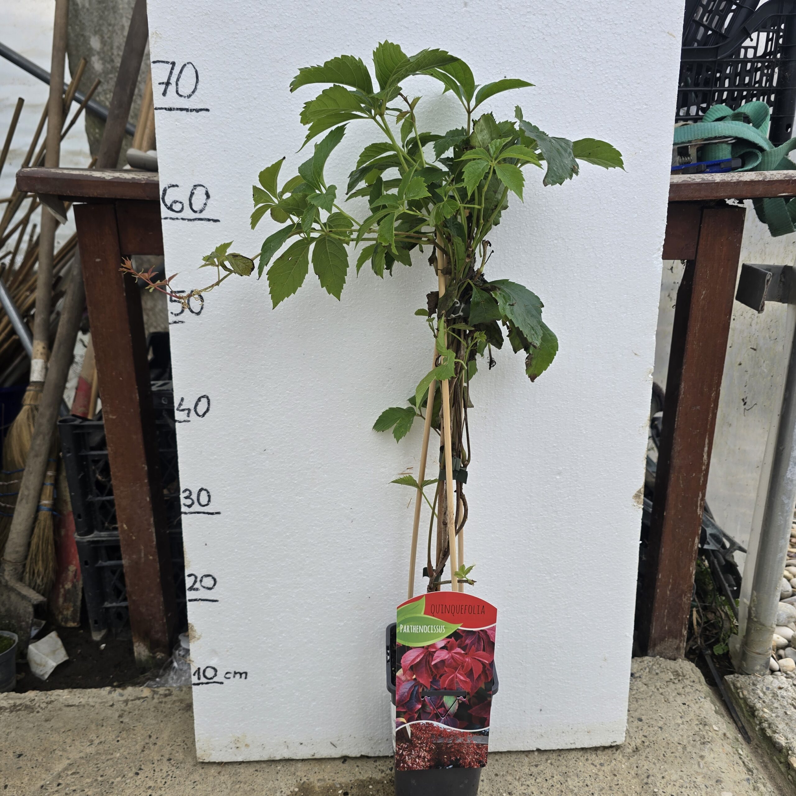 UKRASNA LOZICA CRVENA-PARTHENOCISSUS QUINQUEFOLIA