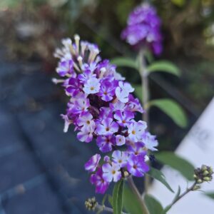 LJETNI JORGOVAN  BUDDLEJA DAV.BEZZIE