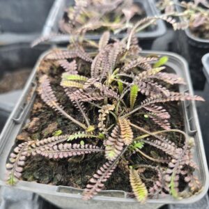 Leptinella squalida ‘Platt’s Black’