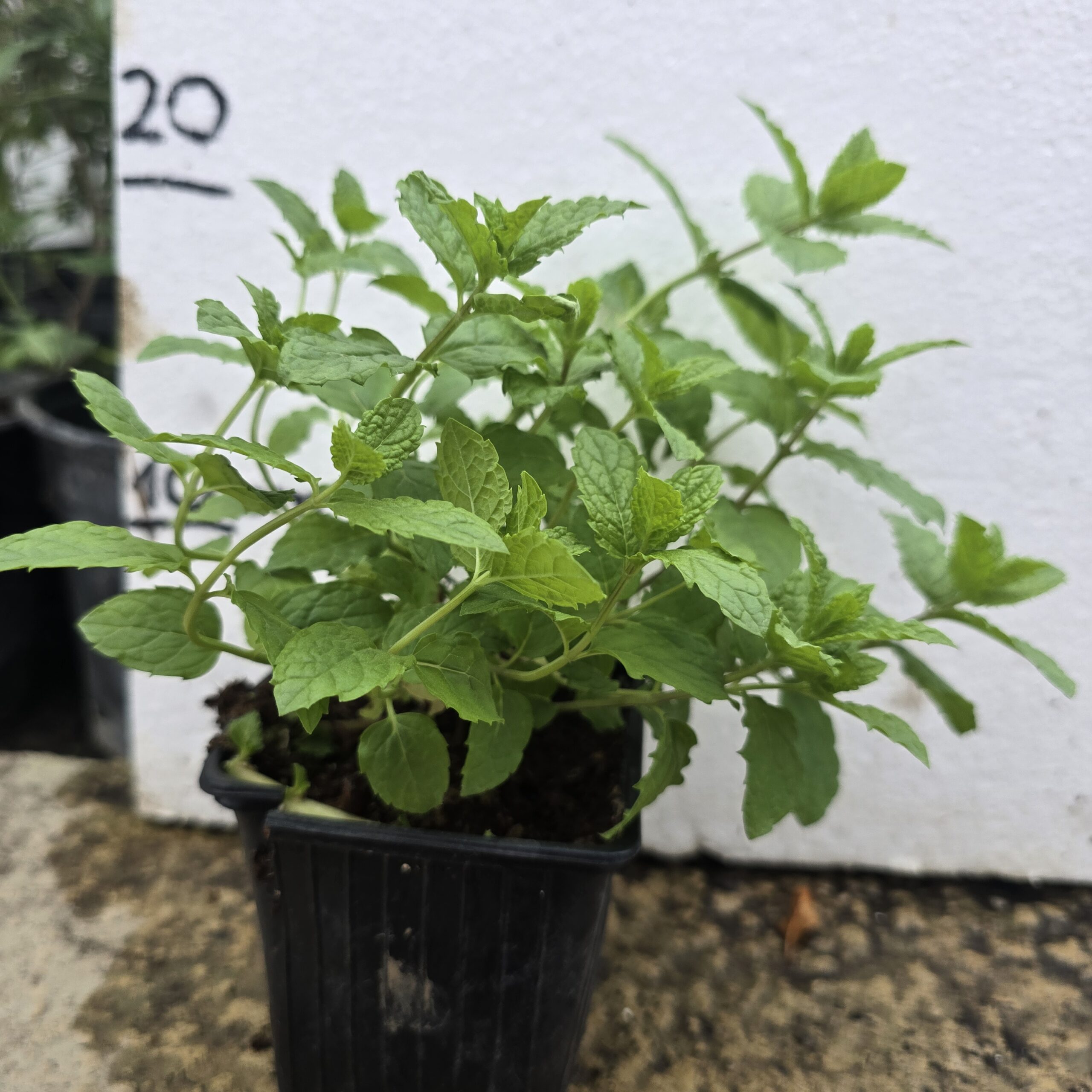 Menta