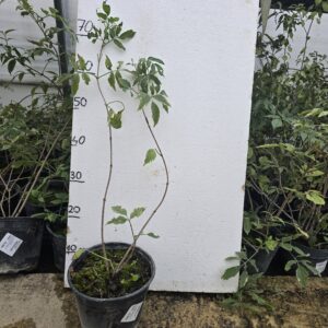 Bazga sambucus nigra varegated