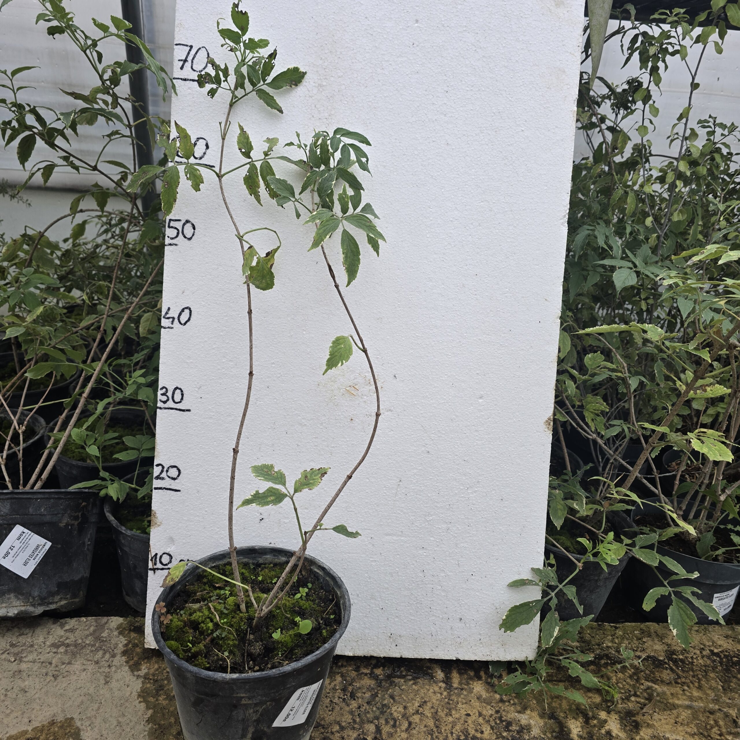 Bazga sambucus nigra varegated - Slika 2