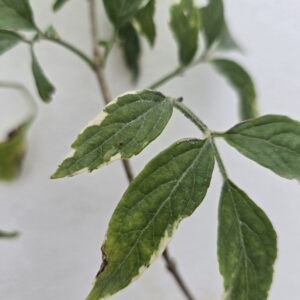 Bazga sambucus nigra varegated