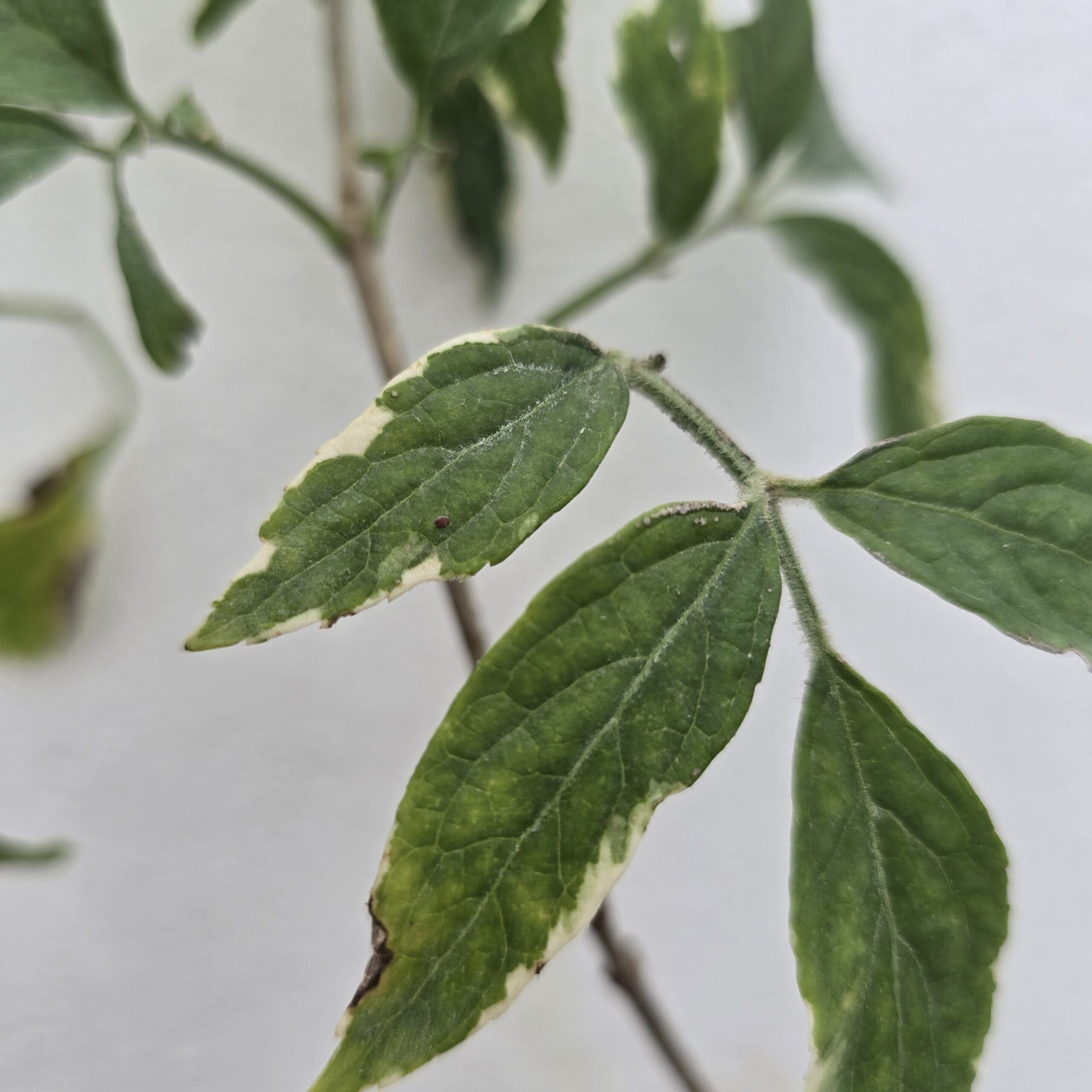 Bazga sambucus nigra varegated