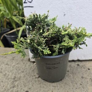 Juniperus horizontalis golden carpet