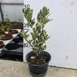 Kurika Eonymus Japonicum