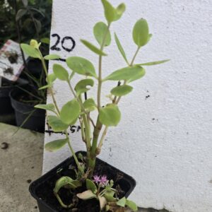 Žednjak sedum spectabile Brillant