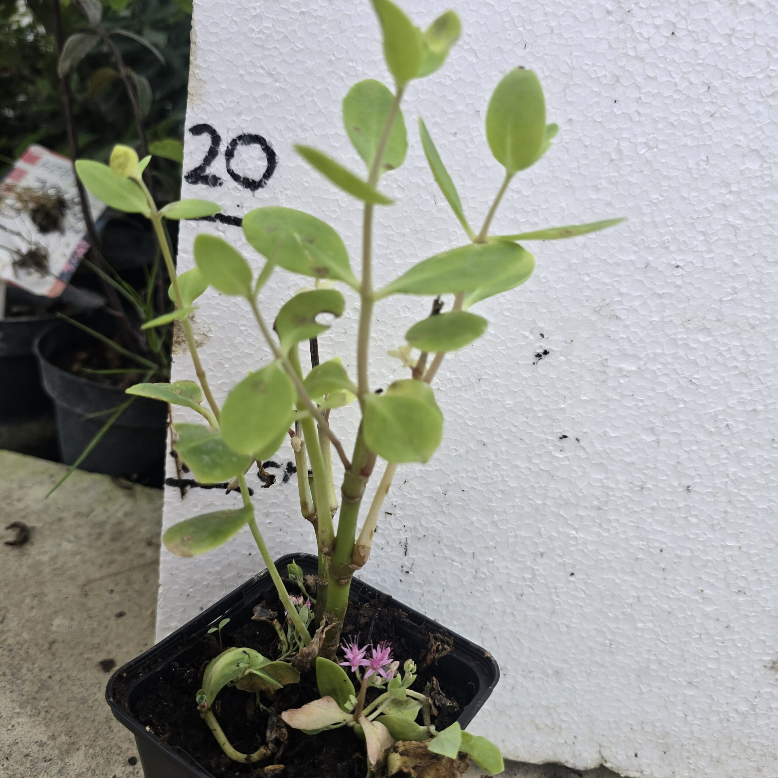 Žednjak sedum spectabile Brillant