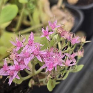 Žednjak sedum spectabile Brillant