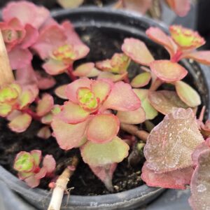 sedum spurium