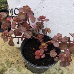 Sedum Spurium  Fuldaglut